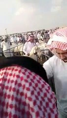 مزاد علني في السعودية على خروف: بدأ بخمسة آلاف ريال ووصل لسعر خيالي