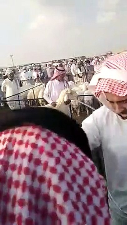 مزاد علني في السعودية على خروف: بدأ بخمسة آلاف ريال ووصل لسعر خيالي