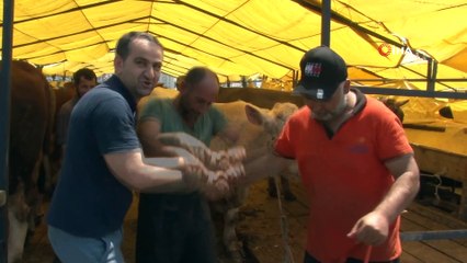 Avcılar’da 1 ton 170 kiloluk tosun 36 bin liraya alıcı buldu