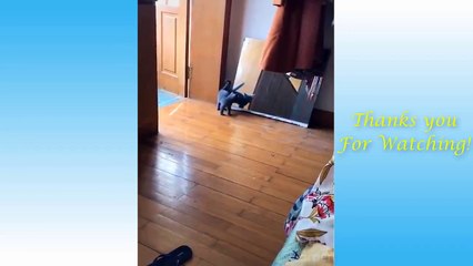 Cute Cats and Funny Dogs Videos Compilation 2021