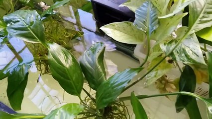 Simple Houseplants Aquarium Aquaponics Hydroponics (Peace Lily, Dieffenbachia, Pothos, Lucky Bamboo)