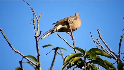 【Freedom_ - Dan Lebowitz Songs】, Relaxing, Meditation Music.