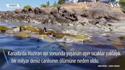 Aşırı Sıcak Hava Kanada’da Deniz Canlılarını Öldürdü