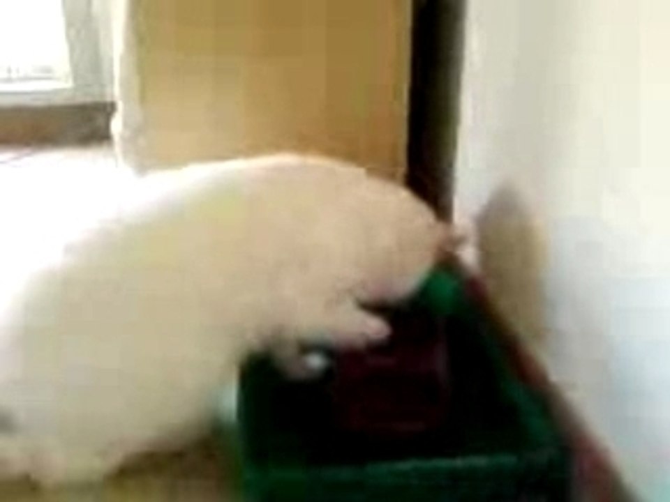 chat kenzo