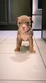 Dangerous | dogs - breed | pitbull | lover |shorts | American bully | American pitbull | bully dog