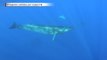 Raro avistamiento de ballenas en las Islas Canarias