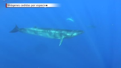 Descargar video: Raro avistamiento de ballenas en las Islas Canarias