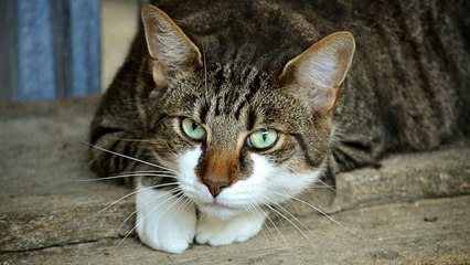 Encuentran en Bucaramanga un parque en el que abandonan gatos