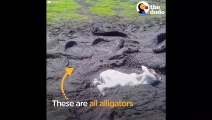 Ce veau piégé dans la boue entouré par des alligators va etre sauvé de justesse