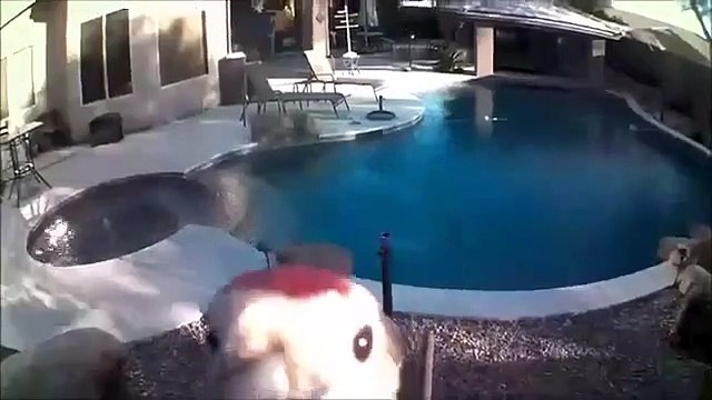 Un oiseau qui déteste les caméras de surveillance