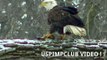 Astonishing video captures the moment Bald Eagle Kills and Eats Duck ! Midwest Minnesota Bald Eagle