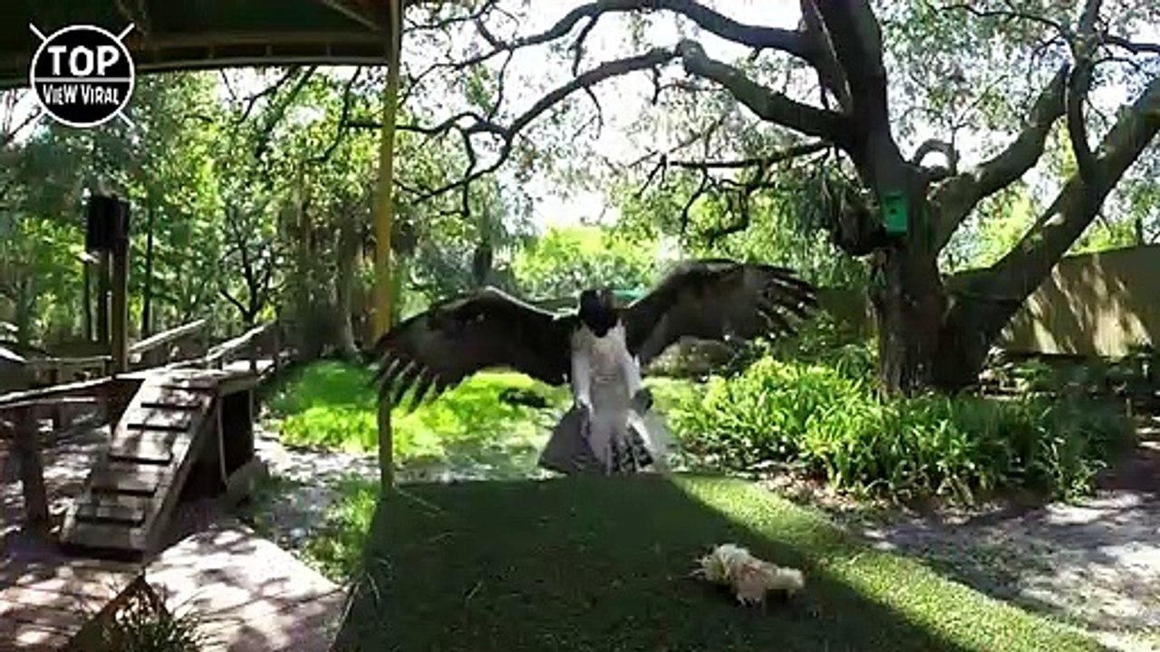 10 Aves De Presa Más Letales Y Poderosas Del Mundo