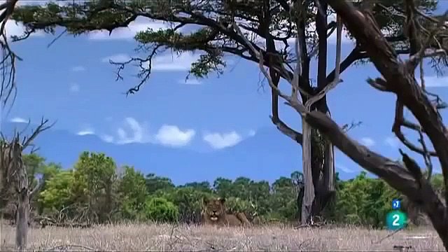 +PELEAS DE NIMALES ANIMALES SALVAJES,LAS MANGOSTAS,DOCUMENTAL,ÁFRICA,DISCOVERY,ANIMALS,AFRICA (1)