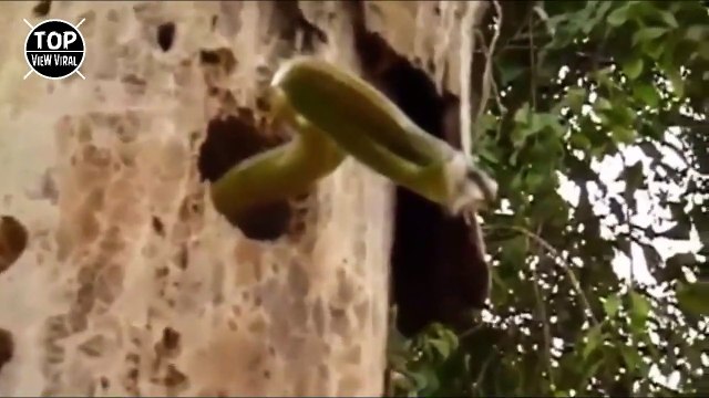 7 Batallas Animales Que Si No Hubieran Grabado Nadie Lo Creería