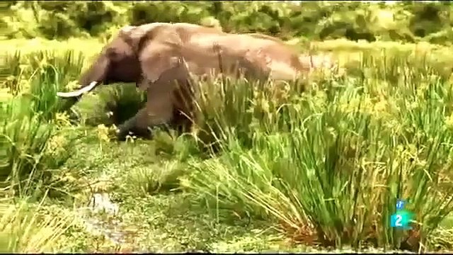 ANIMALES EL RIO DE LA MUERTE,ANIMALES SALVAJES,BEST DOCUMENTARIES,DOCUMENTALES DE ANIMALES