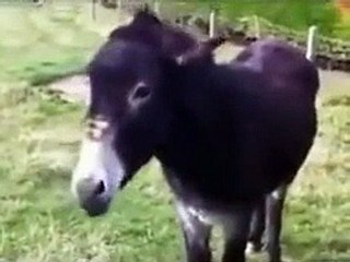 Bir işkence görüntüsü daha