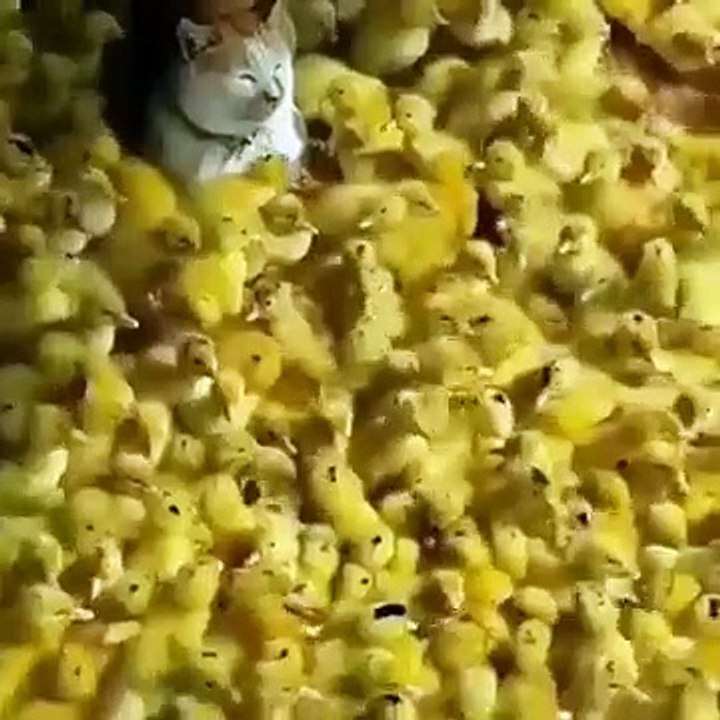 A Cat With Hundreds Of Chicks