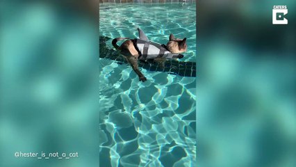 - Difference Between Cats First Time Swimming With A Lifejacket And Now_ # LET'S FIND IT OUT