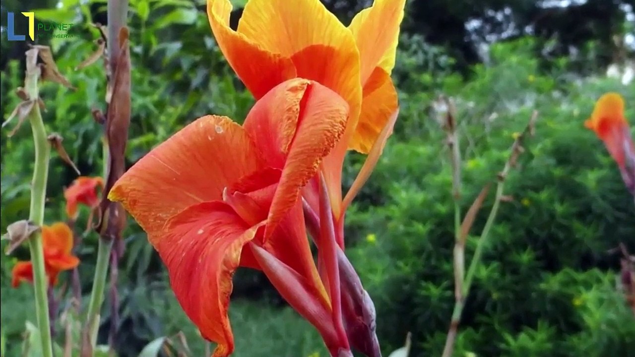 Top 10 most beautiful flowers in the world