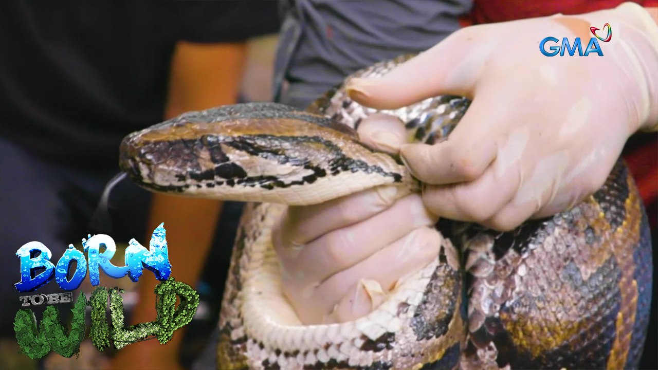 Born to Be Wild: Rescuing a Burmese python