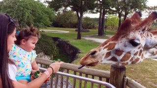 Funny Babies And Animals At The Zoo - Fun And Cute