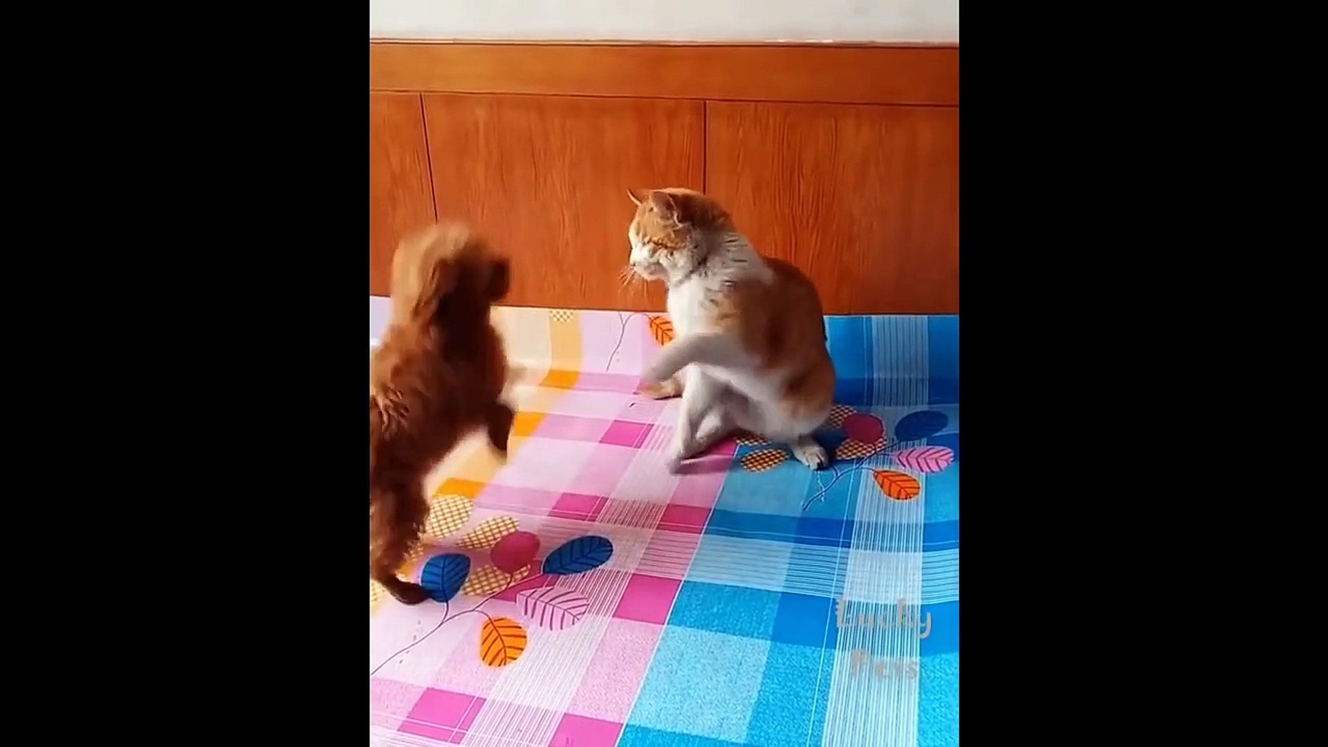⁣So Cute Pets ! Cute Baby Animals And Funny Pets Video Compilation  Lucky Pets