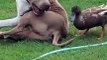 Duck Wrestles With His Bull Terrier Best Friend