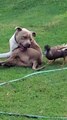 Duck Wrestles With His Bull Terrier Best Friend