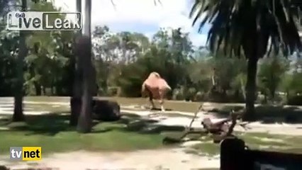 Kafası olmayan deve