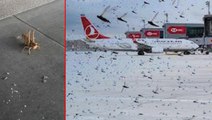 Binlerce çekirge İstanbul Havalimanı'nı istila etti! Uçaklar pisti pas geçmek zorunda kaldı