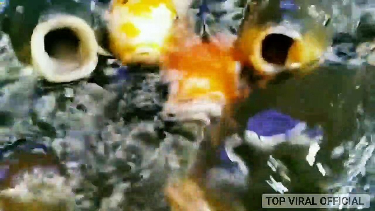 Freshwater tropical fish