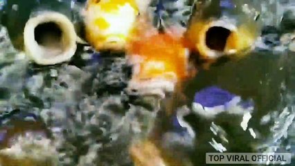 Freshwater tropical fish