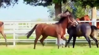 Cute And Funny Horse Videos Compilation Cute Moment Of The Horses   Cutest Horse #13