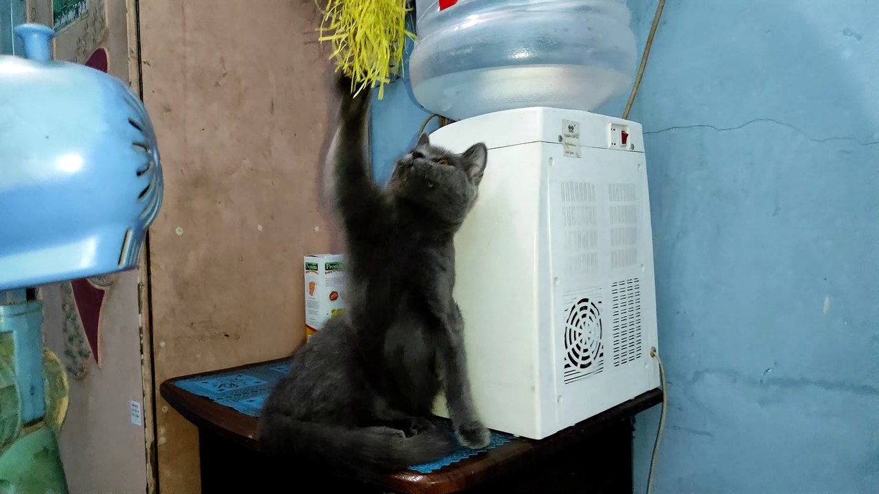 Th best papeng funny cat