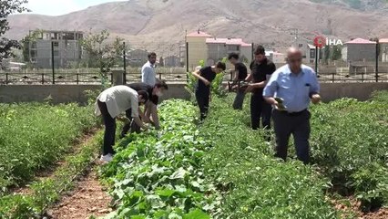 İhtiyaç sahibi ailelerin sebzeleri imam hatipli öğrencilerden