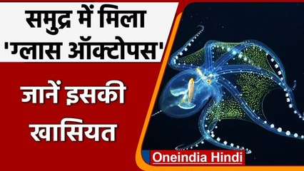 Trending News: समुद्र की गहराई में मिला Glass Octopus, देख सकते हैं शरीर के आर-पार । वनइंडिया हिंदी