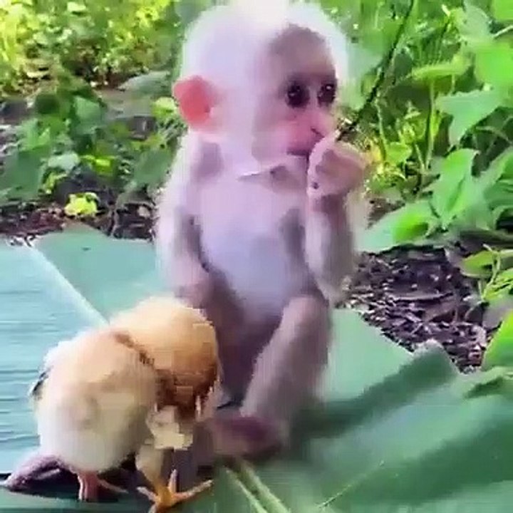 Monkey 