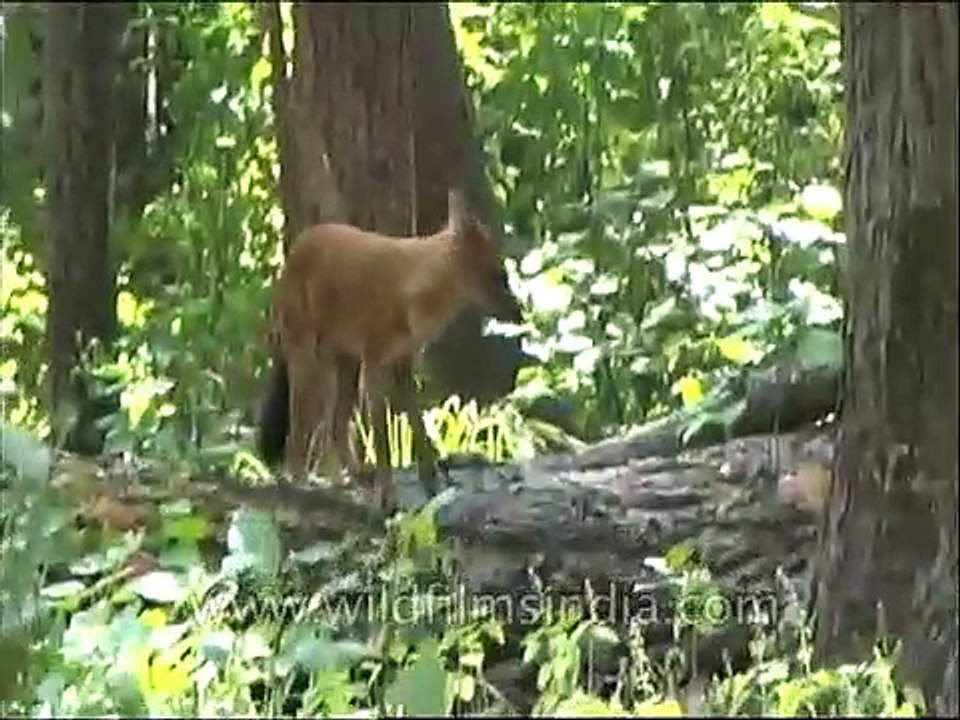 The Dhole _ endangered wild dog of Indian forests