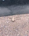 Six Eyed Sand Spider's Clever Camouflage
