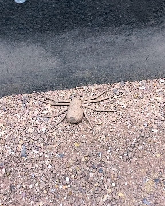 Six Eyed Sand Spiders Clever Camouflage Video Dailymotion 