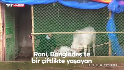 Dünyanın en küçük ineği olabilir: Yalnızca 51 santim boyunda