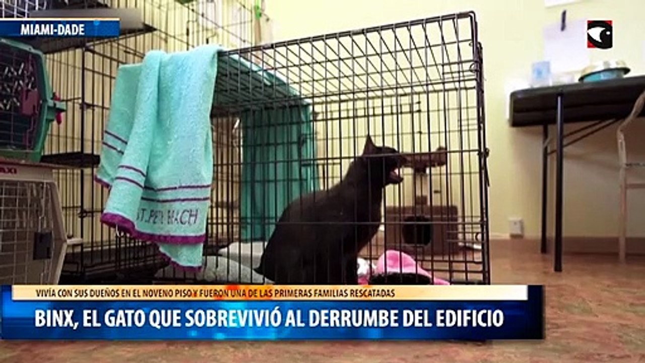 Binx, el gato que sobrevivió al derrumbe del edificio