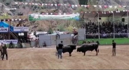 BOĞA GÜREŞİ FESTİVALİNDE KORKUTAN ANLAR; KAÇAN BOĞANIN ALTINDA KALDI