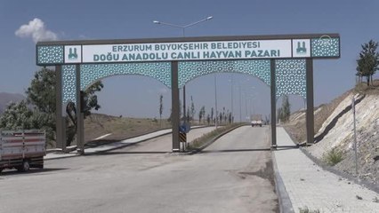 Türkiye'nin hayvancılık merkezlerinden Kars'ta pazarlarda Kurban Bayramı yoğunluğu yaşanıyor