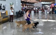 İstanbul Havalimanı'nda ücretsiz evcil hayvan odası 24 saat hizmet veriyor