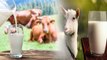 गाय या बकरी के दूध में से क्या है ज्यादा फायदेमंद ? | Cow Milk Vs Goat Milk Benefits | Boldsky