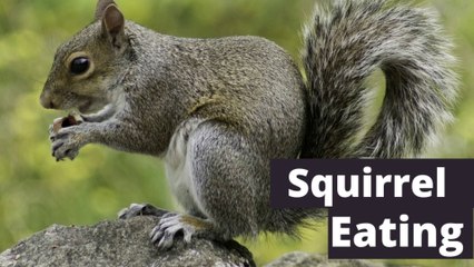 Squirrel Eating Food Video | Kingdom Of Awais