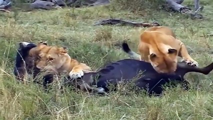 Amazing 3 Lions Powerless Against Power Of Wildebeest Battle Splendor Of Wildebeest