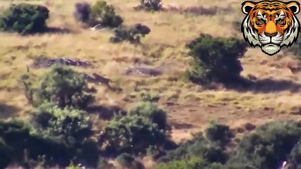 Unbelievable! Mother Zebra Take Down Cheetah, Hyenas, Wild Dogs To Save Baby Zebra