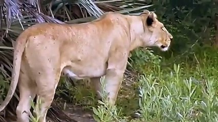 mongoose makes Lion powerless against himself Lion vs warthog, wildebesst